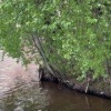 Бобёр поселился почти в центре Петербурга — на набережной Мойки. 🇷🇺 Источник:...