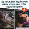 Ад в вольерах: под Пермью нашли истощённых собак и десятки трупов