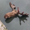 В Щеглово Всеволожского района взрослый лось упал в отстойник очистных...
