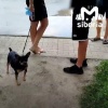 На маленькую собаку и её хозяев написали заявление после нападения на девочку в Новосибирске.