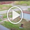 В подмосковной Шатуре алабай выбежал с участка и...