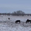 В полях под Кузедеево запечатлели табун лошадей. Нынешние ветра и снег...