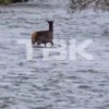 Стая бродячих собак загнала марала в реку рядом с лестницей на Столбах....