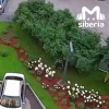 Новосибирец наворовал цветов на пять тысяч с дворовой клумбы. Теперь ему...