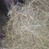 Барсуки в Екатеринбургском зоопарке готовятся к зиме