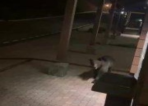Медведь испугался криков туристов и сбежал с Красной Поляны.