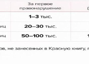 Штрафы за сбор и продажу краснокнижных грибов ввели в Подмосковье.