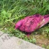 Голубя облили краской и бросили умирать в Москве