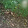 «Настя, ох ты и учудила»: боец на СВО устроил родильную палату для кошки прямо на передовой