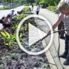 В Оренбурге украшают город цветами. В сквере им....