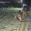 В Китае слонёнок запутался в кабеле для зарядки электромобилей. На помощь сразу пришла мама-слониха: она помогла малышу выбраться, а затем от злости разнесла зарядную стойку.