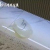 В Санкт-Петербурге в одном из ЖК из ванны выползла змея.