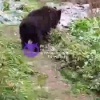В поселке Карпово Усть-Кутского района замечен раненый и истощенный...