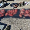 Браконьеры варварски уничтожили трёх косуль в Приангарье.