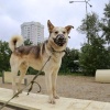 В Екатеринбурге к концу июля откроются три новые площадки для выгула и тренировок собак