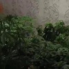 В Куйтуне мужчина устроил дома «конопляную плантацию». Полицейские накрыли у...