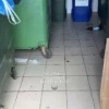 Жители Академического района пожаловалась на нашествие тараканов в доме на Академика Парина, 40