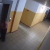 Девушка в Тулуне раскручивала кошку на поводке и била её об стены. В соцсетях...
