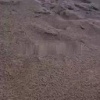 Лиса утащила телефон у россиянина и записала свой побег на видео