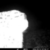 Снежная барсиха Клёпа попыталась разобрать фотоловушку в Саяно-Шушенском...