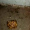 В Ростокино на Малахитовой улице дом захватили тараканы При этом местные...