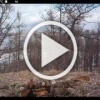 В объектив фотоловушки Лисица обыкновенная...