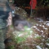 Медведь напал на оленевода на Чукотке. Это второе нападение на человека в регионе за год