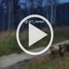 На 84-м километре ЕКАД заметили целое семейство кабанов