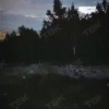 Красноярец встретил медведя на Торгашинском хребте. Хищника заметили недалеко...