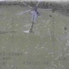 ВСУ фейканули с «уничтожением» российского вертолёта: вражеский дрон отлетел...