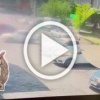 В Абакане в результате ДТП пострадала 4-летняя девочка