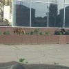 Вопрос по бездомным собакам снова становится актуальным в Ачинском округе...