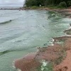 Финский залив в Зеленогорске позеленел 🇷🇺 Источник: ЧП ПИТЕР