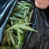 Житель Черногорска будет осуждён за хранение марихуаны