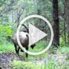 В густой чаще леса на территории Саяно-Шушенского заповедника обладатель увесистых рогов и длинной бороды проявил любопытство и остановился возле маркировочной точки.