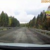 Медведь вышел на Голоустненский тракт.