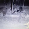 В Зеленогорске медведица привела двух медвежат к мусорным контейнерам....