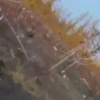 Медведь-трупоед раскопал десятки могил и съел останки усопших на кладбище в Челябинской области.