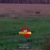 В Венгеровском районе сняли на видео крупного медведя в 3 километрах от...