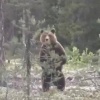 Медведя, переплывающего Каму, заметили в Пермском крае
