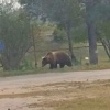 Медведь напал на двух мужчин в Бурятии: в этом районе хищников встречают по 40 раз в неделю