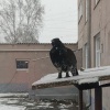 Глухарь заглянул на школьный урок в Партизанском Пернатый исследователь...