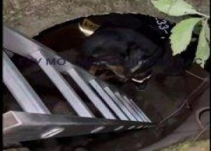 В Подмосковье собачка провалилась в канализационный колодец Спасатели пришли...