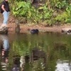 Самочку бобра с малышами заметили на Васильевском острове. 🇷🇺 Источник: ЧП ПИТЕР