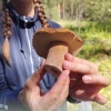 В Новосибирской области усилены лесные патрули из-за грибников В...