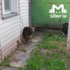 Собака провалилась в выгребную яму в Новосибирске. Хвостатая стала жертвой...