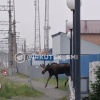 Лося заметили на вокзале в Усть-Куте