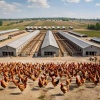 Инвестпроект на 1.5 млрд: в Хакасии приступят к строительству птицефабрики.