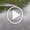 Инспекторы нацпарка «Столбы» встретили купающуюся рысь и...