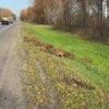 Целое семейство кабанчиков заметили на обочине дороги в Подмосковье.